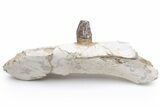 Fossil Primitive Whale (Pappocetus) Jaw Section - Morocco #225288-1